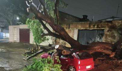 Forte temporal em Goiânia provoca queda de árvores e mobiliza equipes de limpeza