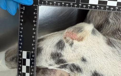 Homem é preso em flagrante por maus-tratos animal em Goiânia