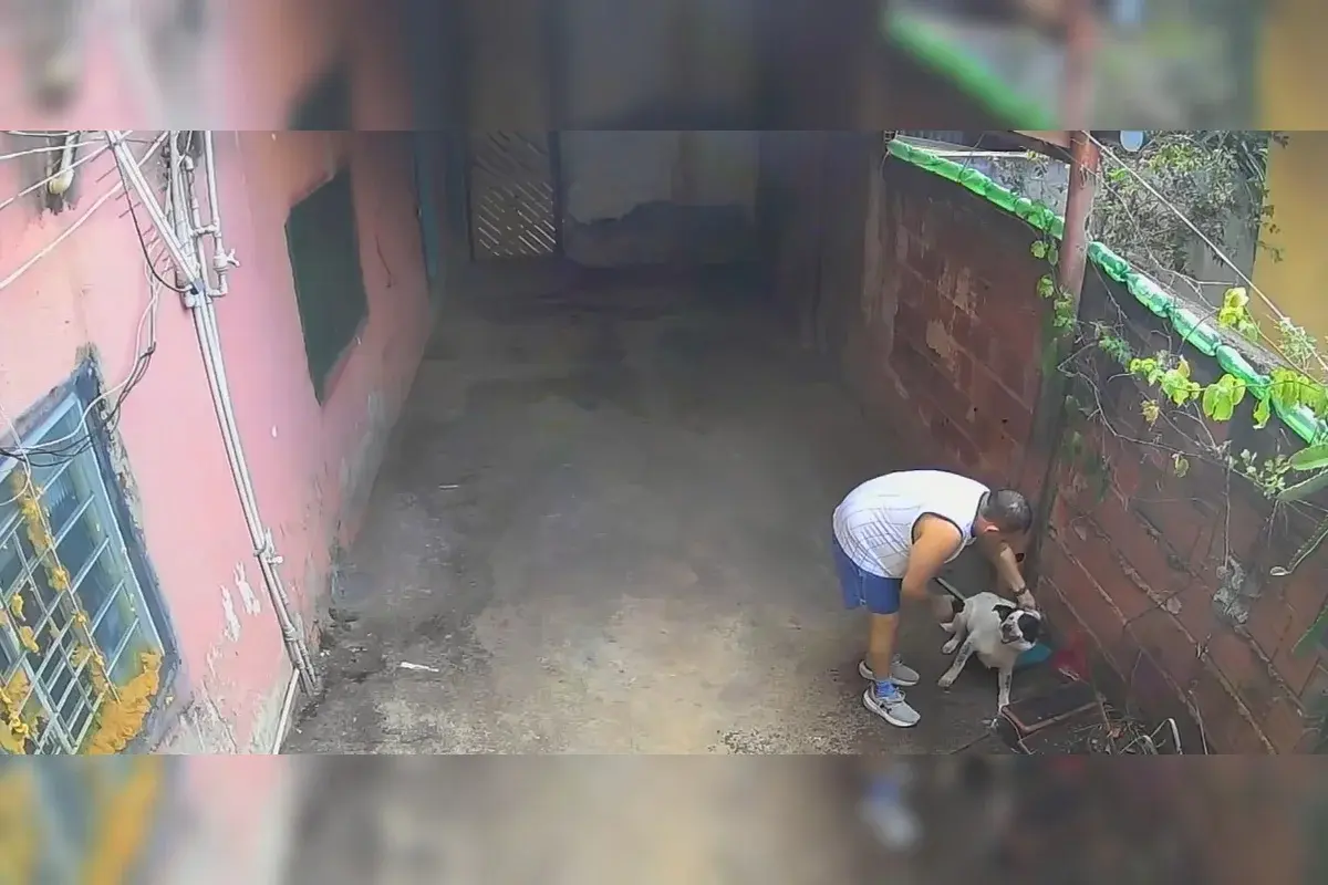 Homem que aplicava choques em cachorro por maus-tratos animal vai responder