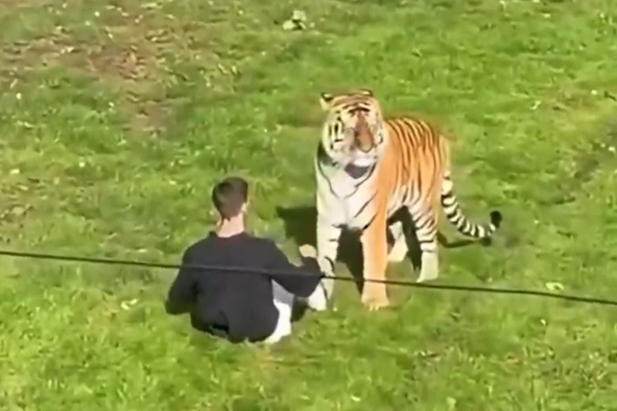 Homem morre em ataque de tigre após invadir recinto na Inglaterra