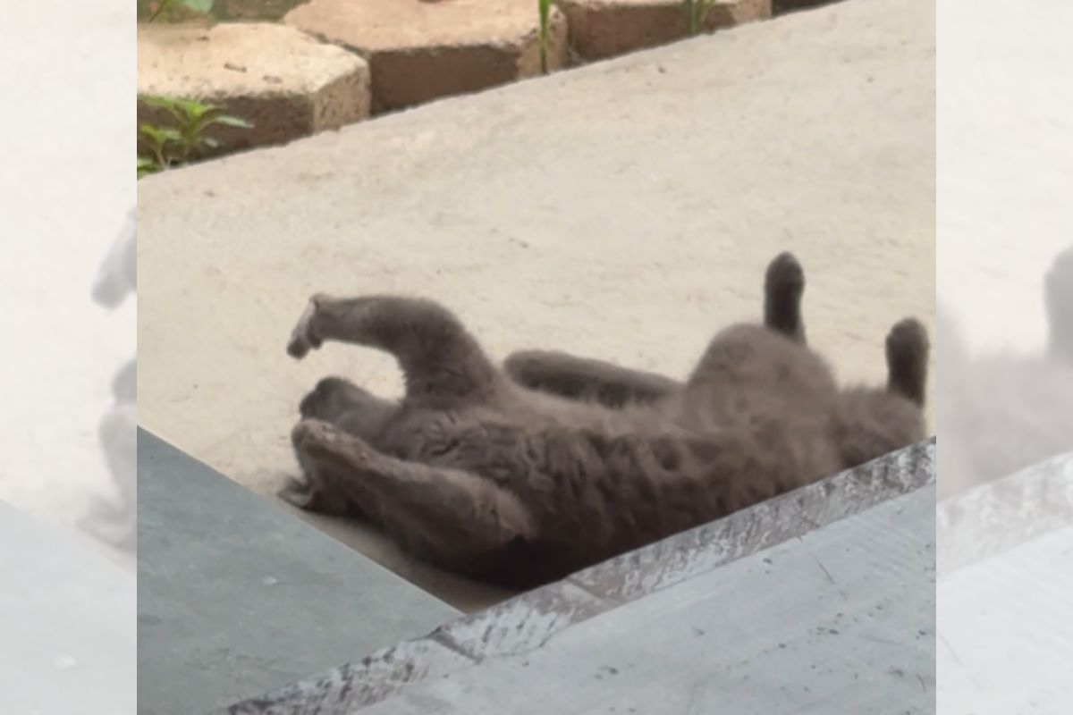 Gato surpreende ao ignorar passarinho e adotar comportamento carinhoso