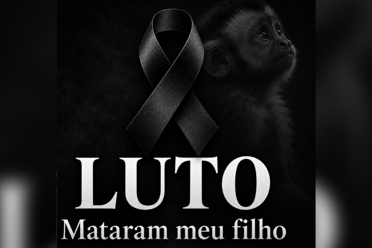 Macaco Alcebíades morre após captura em condomínio de Salvador