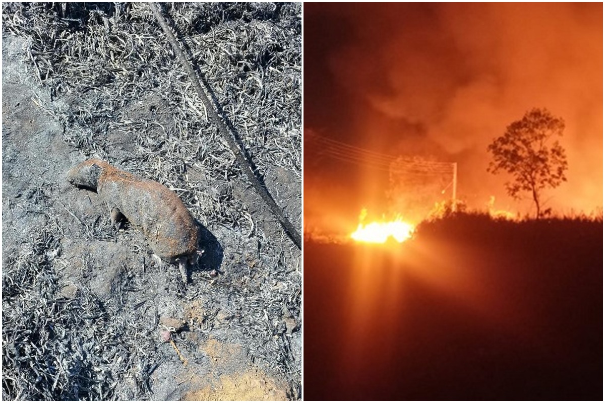 Queimada atinge mais de 61 hectares em áreas de pesquisa da Embrapa