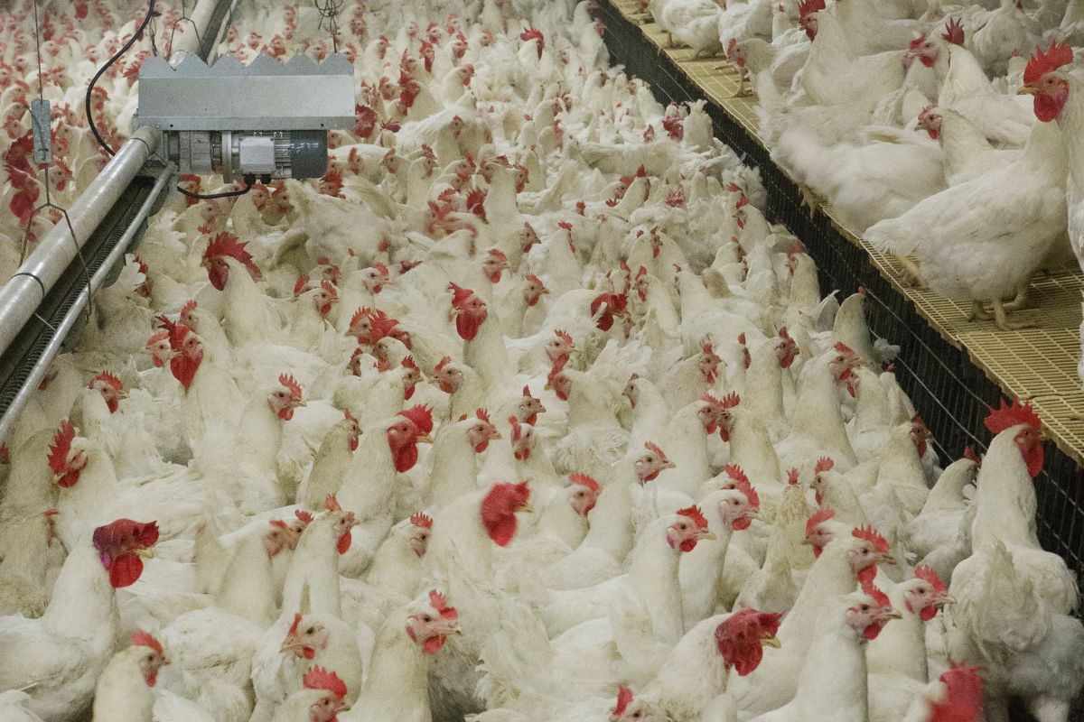 México suspende importação de carne de frango do Brasil após doença de Newcastle