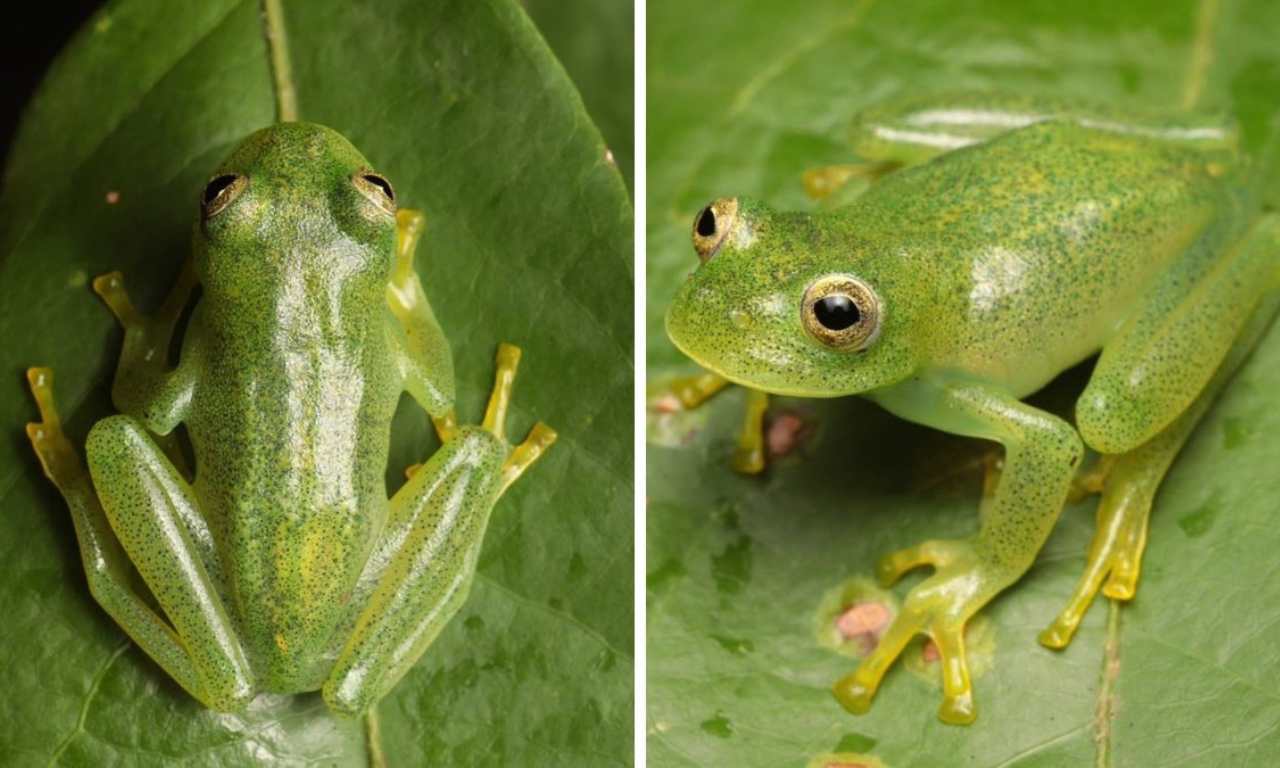 Nova perereca transparente encontrada em Luziânia surpreende cientistas