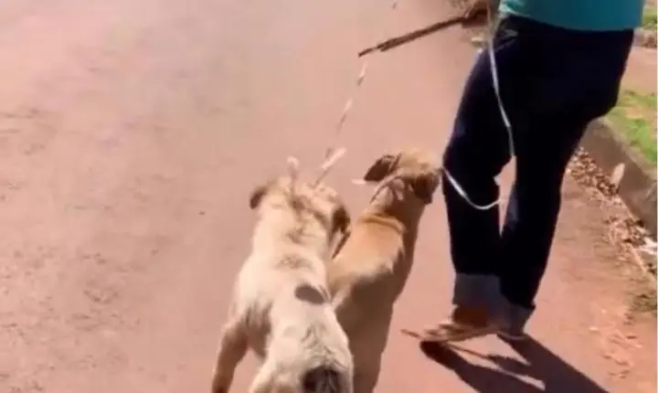 Jovem com deficiência auditiva é visto arrastando cães em Valparaíso