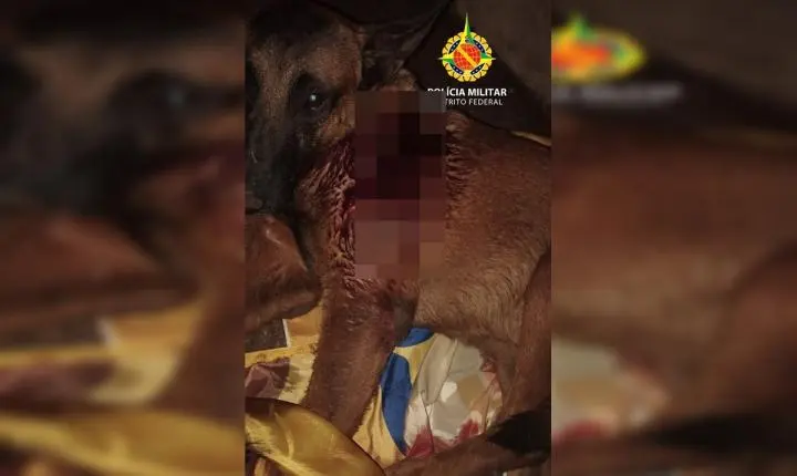 Adolescente é apreendido no DF após esfaquear um pastor alemão