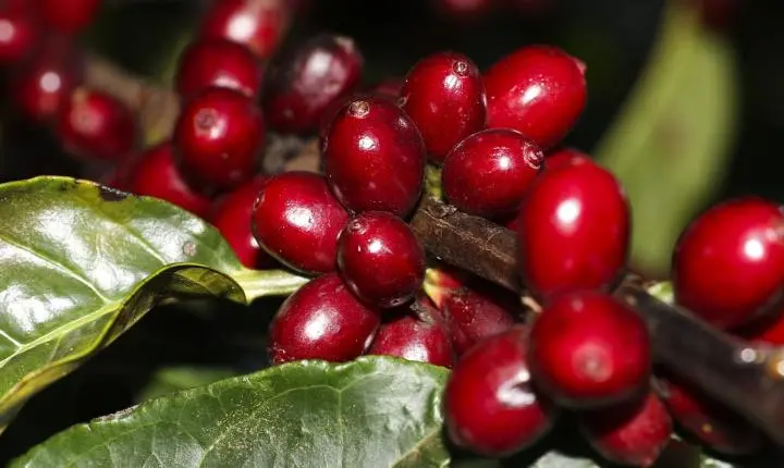 Principais exportações brasileiras, incluindo aeronaves e café, ficam isentas das tarifas impostas pelos Estados Unidos