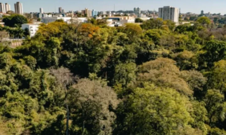 Anápolis implementa plano de arborização para plantar mil árvores anualmente
