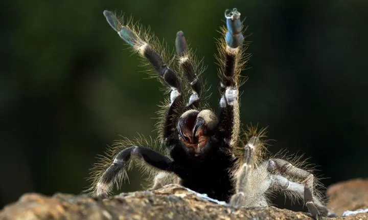Aranha-caranguejeira ajuda no controle natural de pragas urbanas