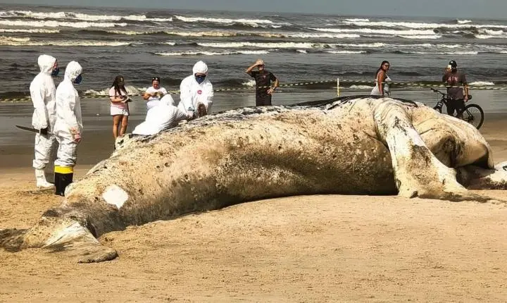 Baleia-jubarte de quase 11 metros é encontrada morta em praia de Itanhaém