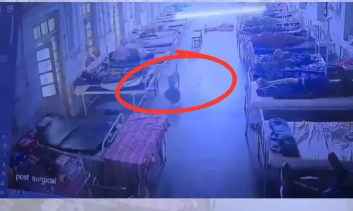 Cachorro furta bolsa com R$ 21 mil em joias e dinheiro em hospital na Índia
