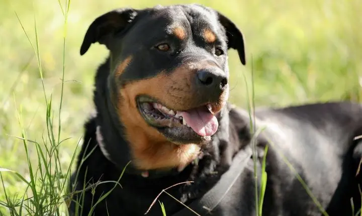Cães de grande porte revelam envelhecimento acelerado em estudo recente