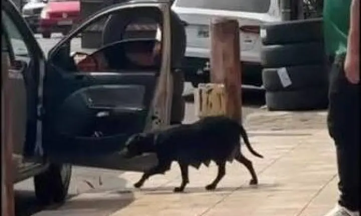 Homem é flagrado abandonando cadela em Anápolis; crime de abandono animal pode levar à punição