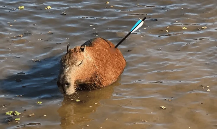 Capivara atingida por flecha morre após resgate na Guarapiranga
