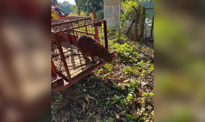 Resgate de capivara mobiliza bombeiros em hospital de Goiás