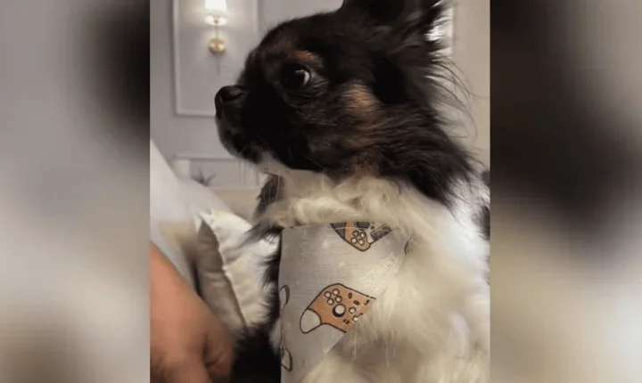 Chihuahua morre após ataque de pitbull durante passeio no litoral paulista