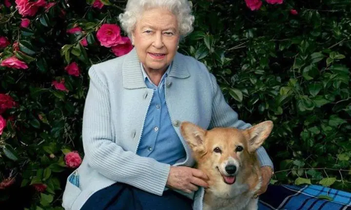 Como viviam os corgis da rainha Elizabeth com cardápio exclusivo e chef particular