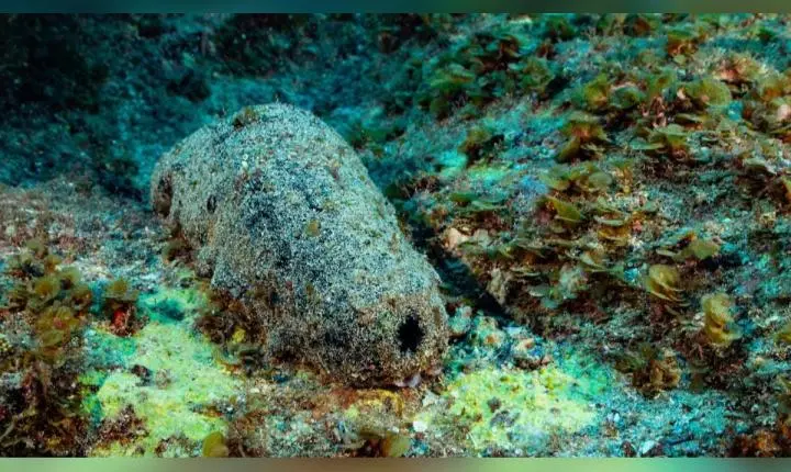 Pepino-do-mar: criatura que parece cocô pode viver mais de 120 anos