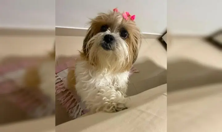 Polícia investiga o caso da cadela Vidinha morta e enterrada após vizinha mentir no DF