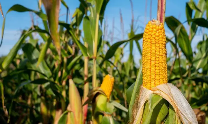 El niño acende alerta para riscos na safra 2026/2027 de soja e milho