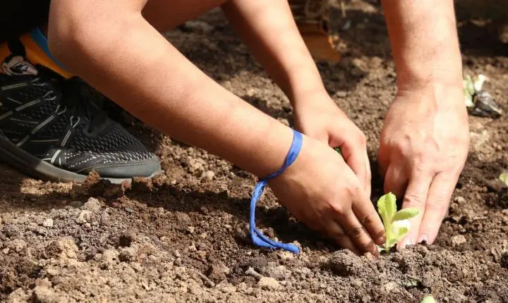 Carta busca apoio de candidatos para pautas de agroecologia em São Paulo