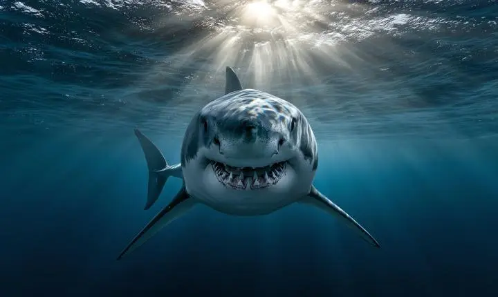 Fóssil de megalodon confirma tamanho impressionante de até 24 metros