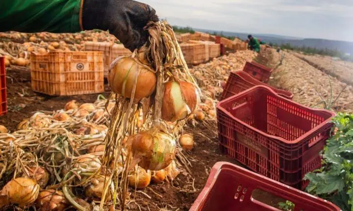 Produção de cebola em Goiás cresce 32,6% com salto na produtividade