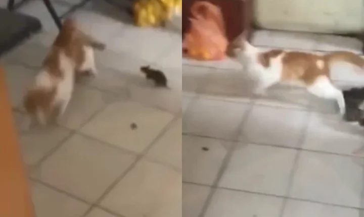 Gato vai ao sítio pela primeira vez e leva susto ao ser perseguido por rato