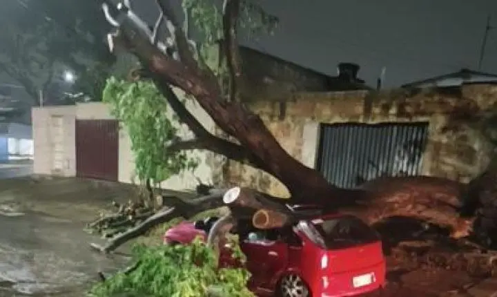 Forte temporal em Goiânia provoca queda de árvores e mobiliza equipes de limpeza