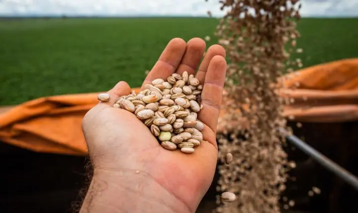 Goiás avança na produção de feijão e atinge 2ª maior produtividade do Brasil
