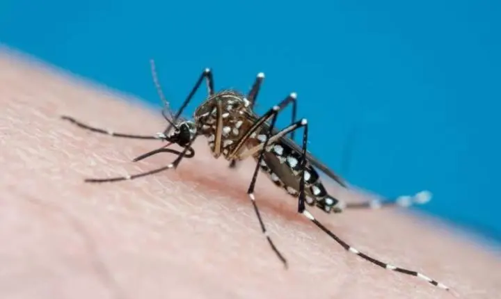 Goiás registra alta de 15% nos casos de dengue em 2026 e estado contabiliza 75 mortes