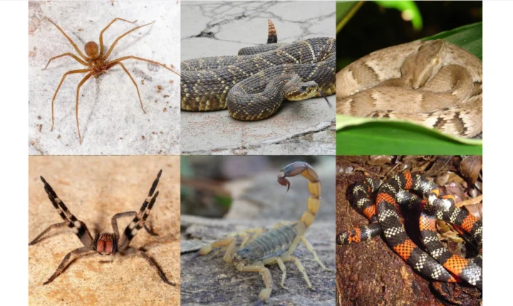 HDT dispara e registra 5.036 acidentes com animais peçonhentos em 2026