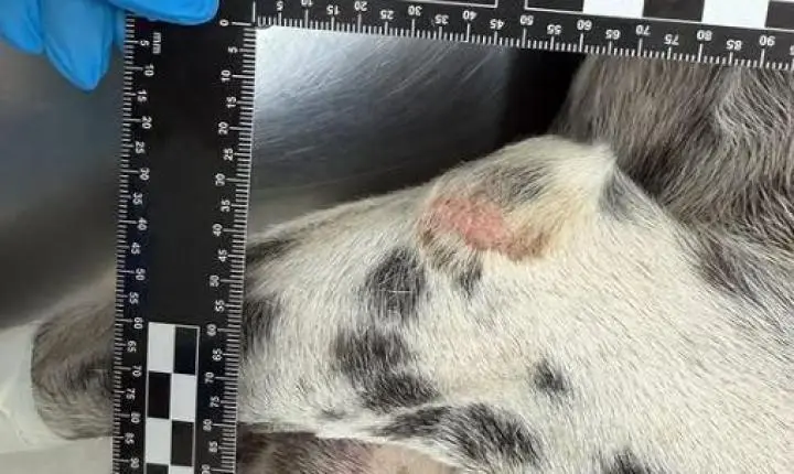 Homem é preso em flagrante por maus-tratos animal em Goiânia