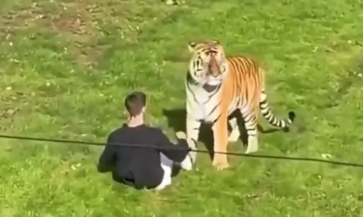 Homem morre em ataque de tigre após invadir recinto na Inglaterra