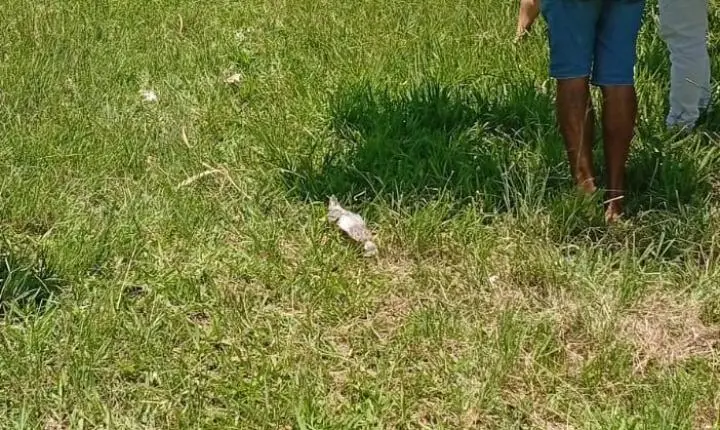 Homem morre após ser atropelado por caminhonete na BR-040, em Luziânia