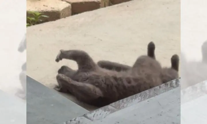 Gato surpreende ao ignorar passarinho e adotar comportamento carinhoso