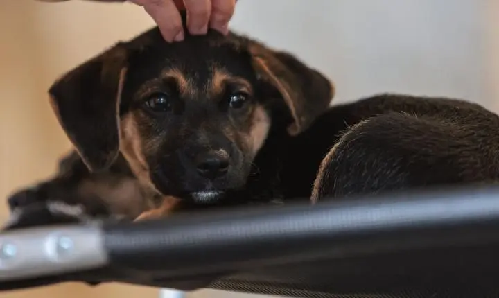 Nova legislação estabelece diretrizes para a guarda compartilhada de animais de estimação