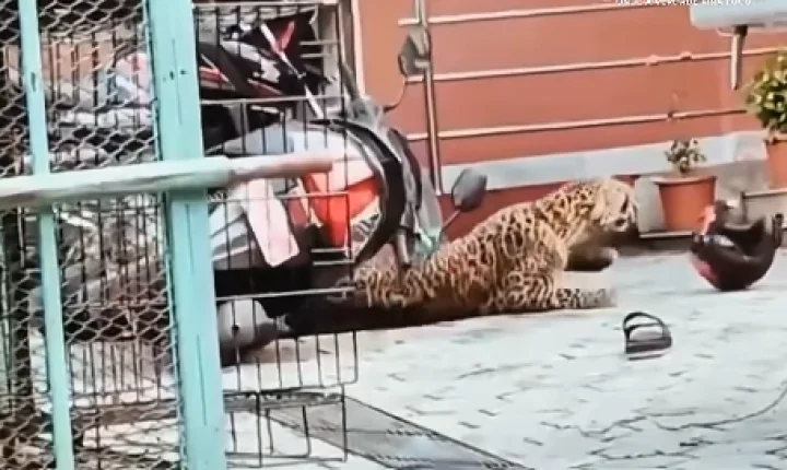 Ataque de leopardo deixa agente florestal ferido durante resgate no Nepal