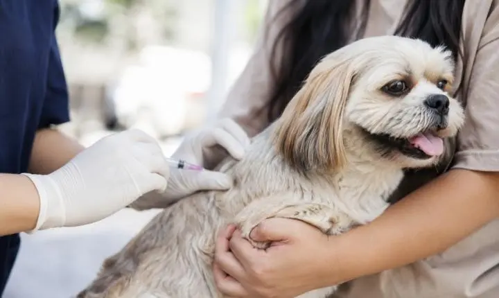 Luziânia inicia nova etapa de vacinação antirrábica para cães e gatos em quatro bairros