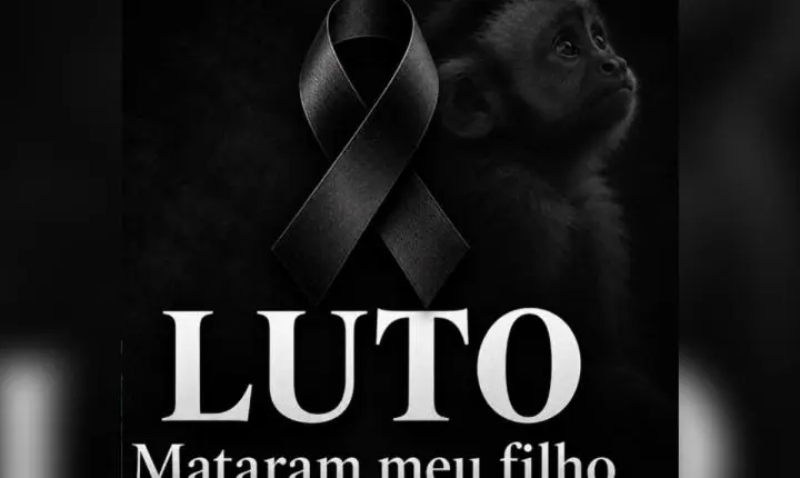 Macaco Alcebíades morre após captura em condomínio de Salvador