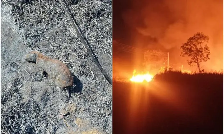 Queimada atinge mais de 61 hectares em áreas de pesquisa da Embrapa