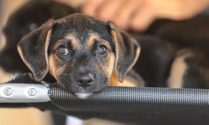 Mapa inicia consulta pública para regulamentar genéricos e similares veterinários