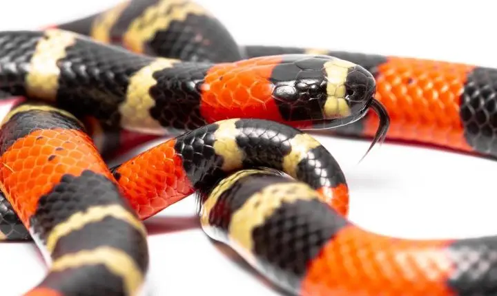Identificação de cobra coral baseada em cores é mito perigoso no Brasil