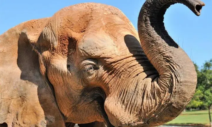 Mulher invade recinto do elefante Chocolate no Zoológico de Brasília