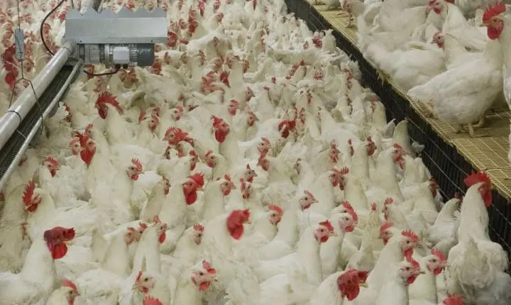 México suspende importação de carne de frango do Brasil após doença de Newcastle
