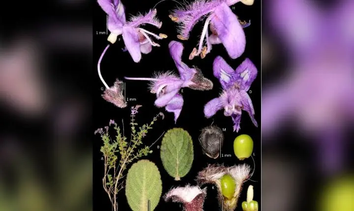 Nova espécie de planta é identificada na Serra do Espinhaço, em Minas Gerais