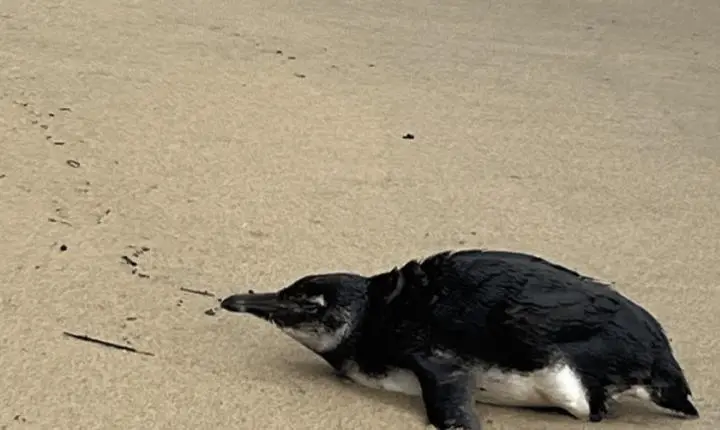 Pinguim-de-Magalhães resgatado em Ilhabela com problemas respiratórios
