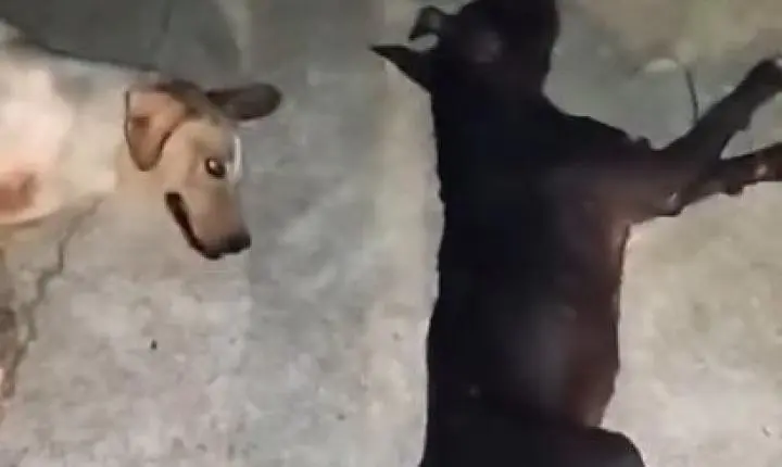 Polícia Civil de Goiás investiga suposto atropelamento intencional que resultou na morte de cinco cães