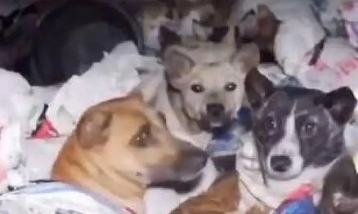 Polícia resgata cães em caminhão na Indonésia